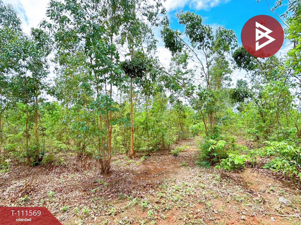 ขายที่ดิน โฉนดครุฑแดง เนื้อที่ 14 ไร่ 3 งาน 33.2 ตร.วา ปากท่อ ราชบุรี 6