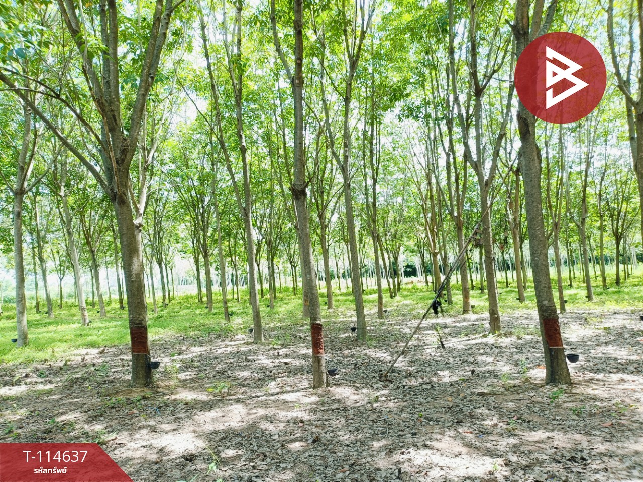 ขายที่ดิน เนื้อที่ 21 ไร่ 3 งาน 52 ตร.วา ยางตลาด กาฬสินธุ์ 4