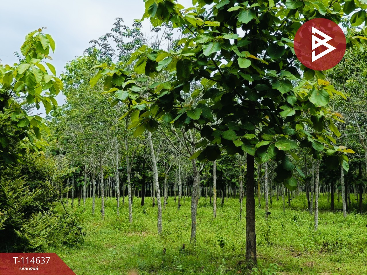 ขายที่ดิน เนื้อที่ 21 ไร่ 3 งาน 52 ตร.วา ยางตลาด กาฬสินธุ์ 3