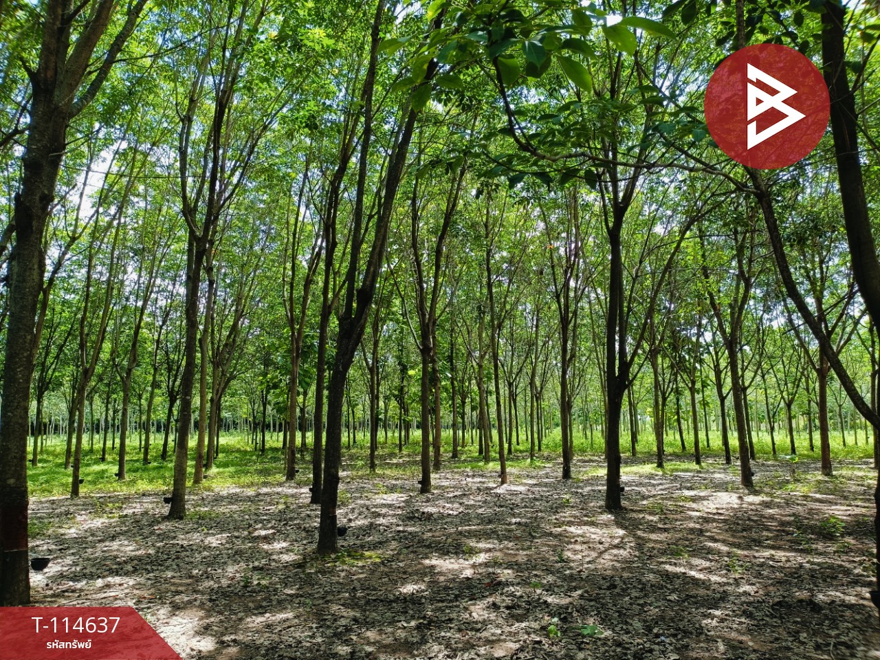 ขายที่ดิน เนื้อที่ 21 ไร่ 3 งาน 52 ตร.วา ยางตลาด กาฬสินธุ์ 5