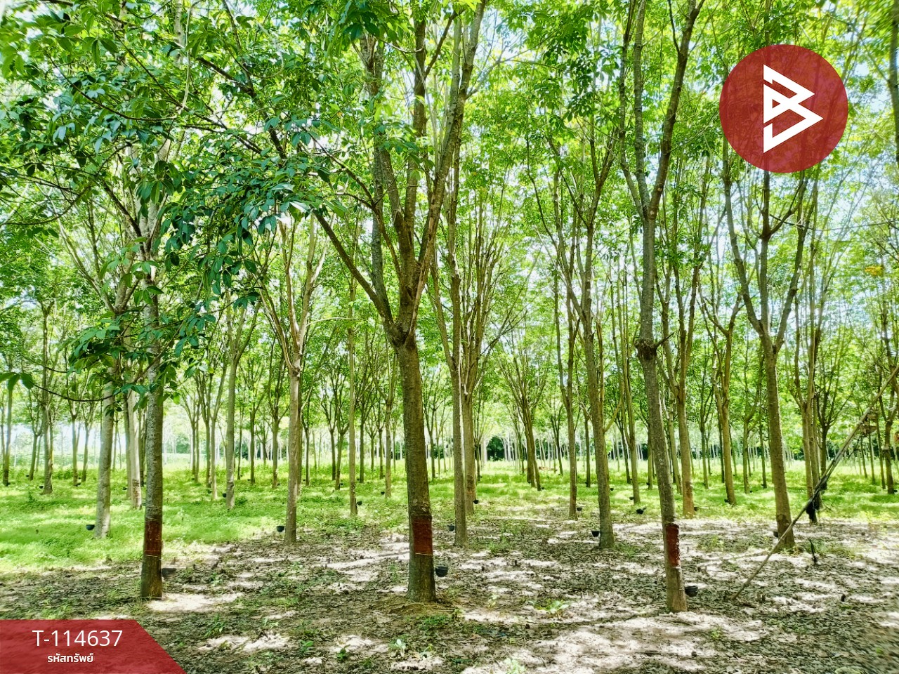 ขายที่ดิน เนื้อที่ 21 ไร่ 3 งาน 52 ตร.วา ยางตลาด กาฬสินธุ์ 6