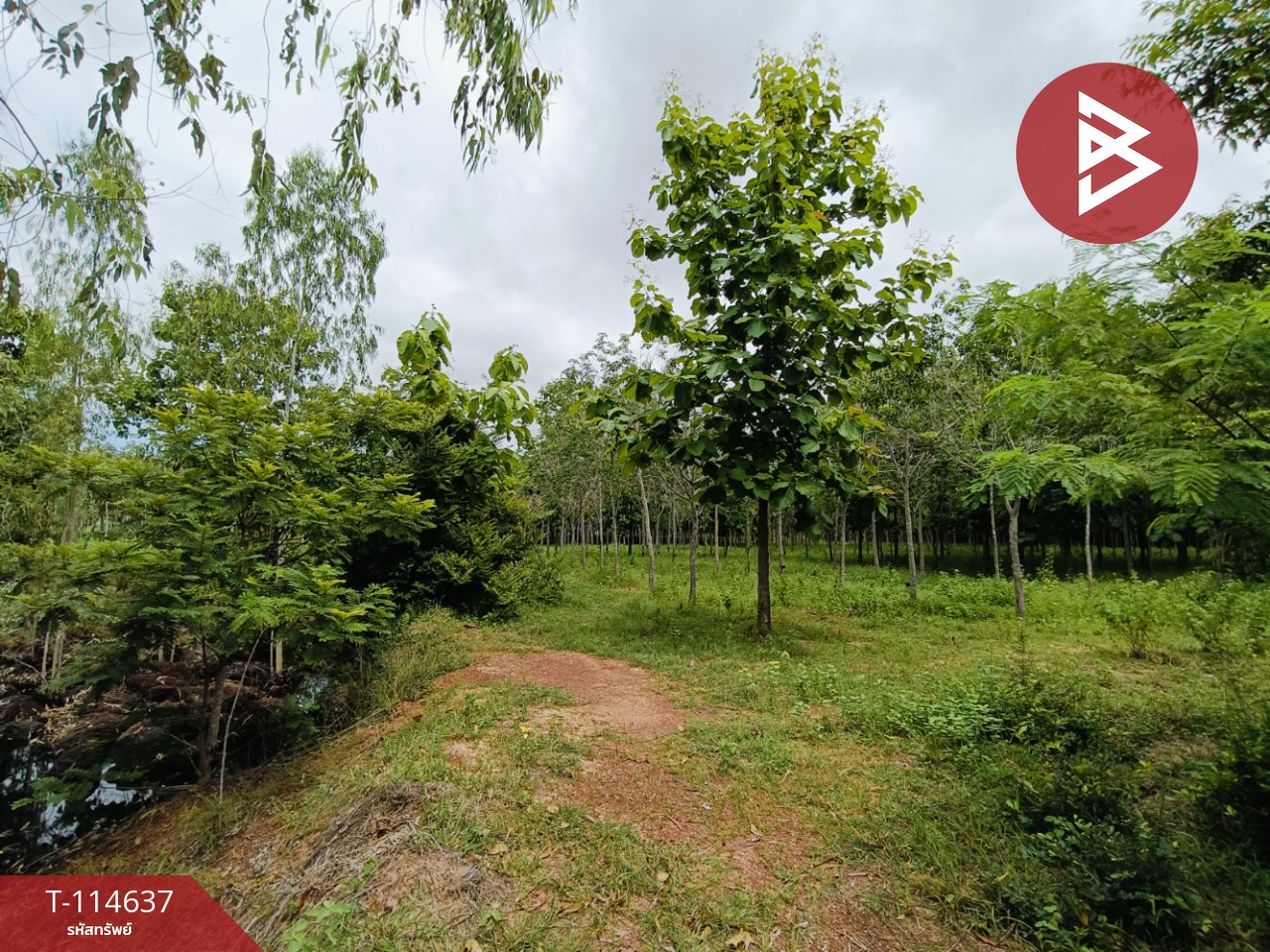 ขายที่ดิน เนื้อที่ 21 ไร่ 3 งาน 52 ตร.วา ยางตลาด กาฬสินธุ์ 2