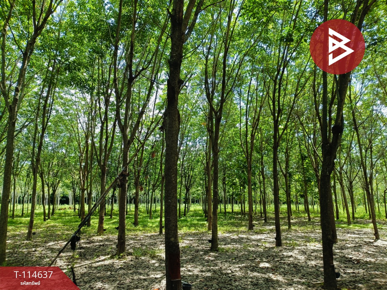 ขายที่ดิน เนื้อที่ 21 ไร่ 3 งาน 52 ตร.วา ยางตลาด กาฬสินธุ์ 9