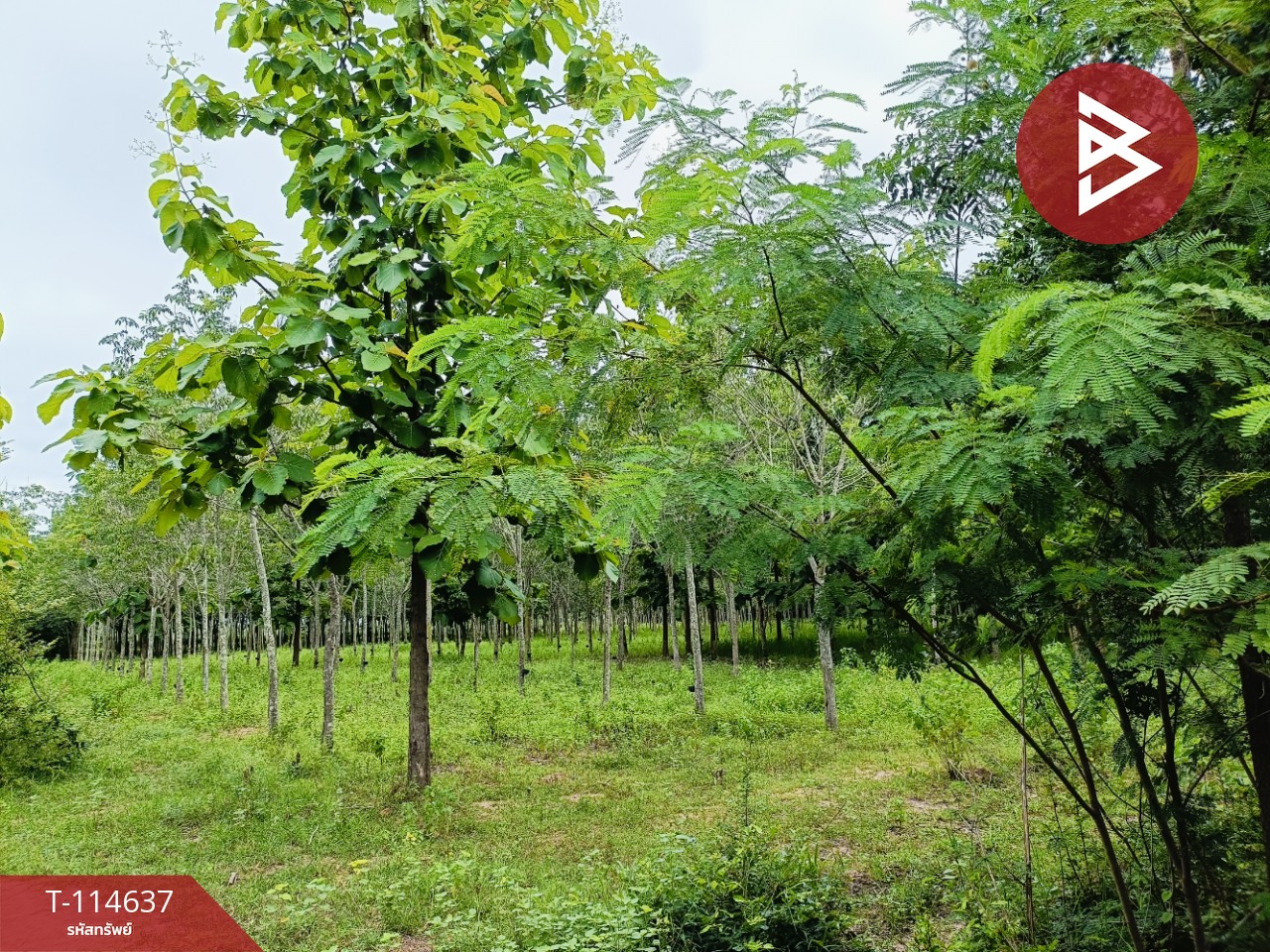 ขายที่ดิน เนื้อที่ 21 ไร่ 3 งาน 52 ตร.วา ยางตลาด กาฬสินธุ์ 7