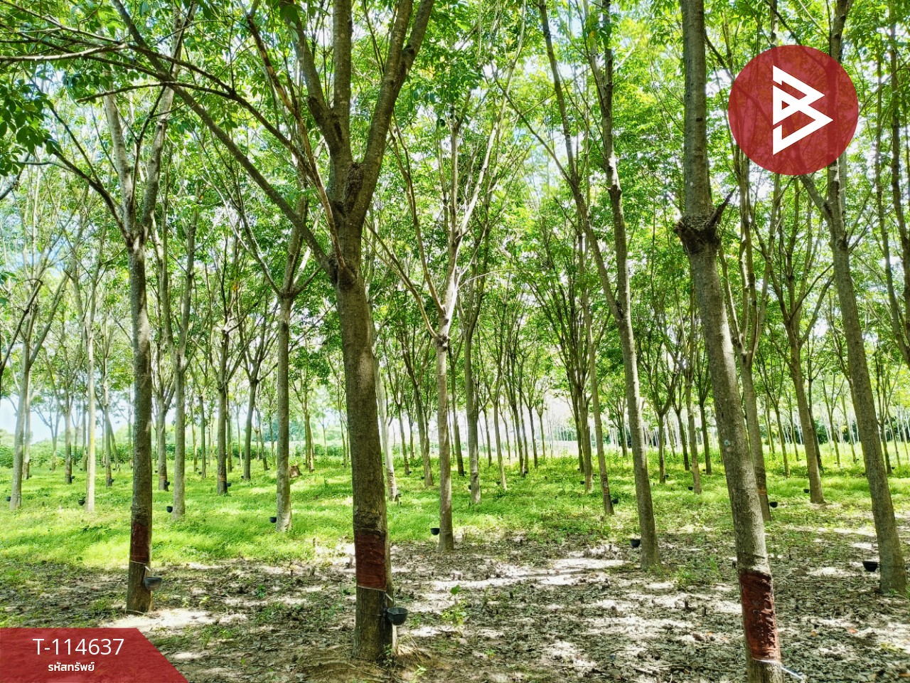 ขายที่ดิน เนื้อที่ 21 ไร่ 3 งาน 52 ตร.วา ยางตลาด กาฬสินธุ์ 8