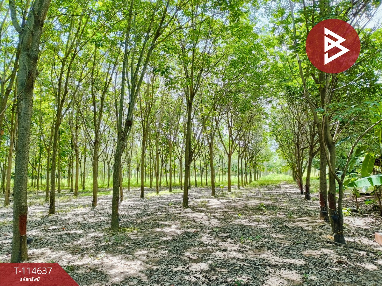 ขายที่ดิน เนื้อที่ 21 ไร่ 3 งาน 52 ตร.วา ยางตลาด กาฬสินธุ์ 10