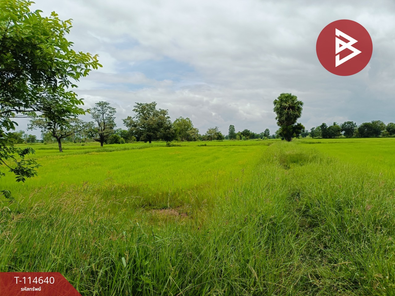 ขายที่ดิน เนื้อที่ 15 ไร่ 40.9 ตร.วา ยางตลาด กาฬสินธุ์ 8