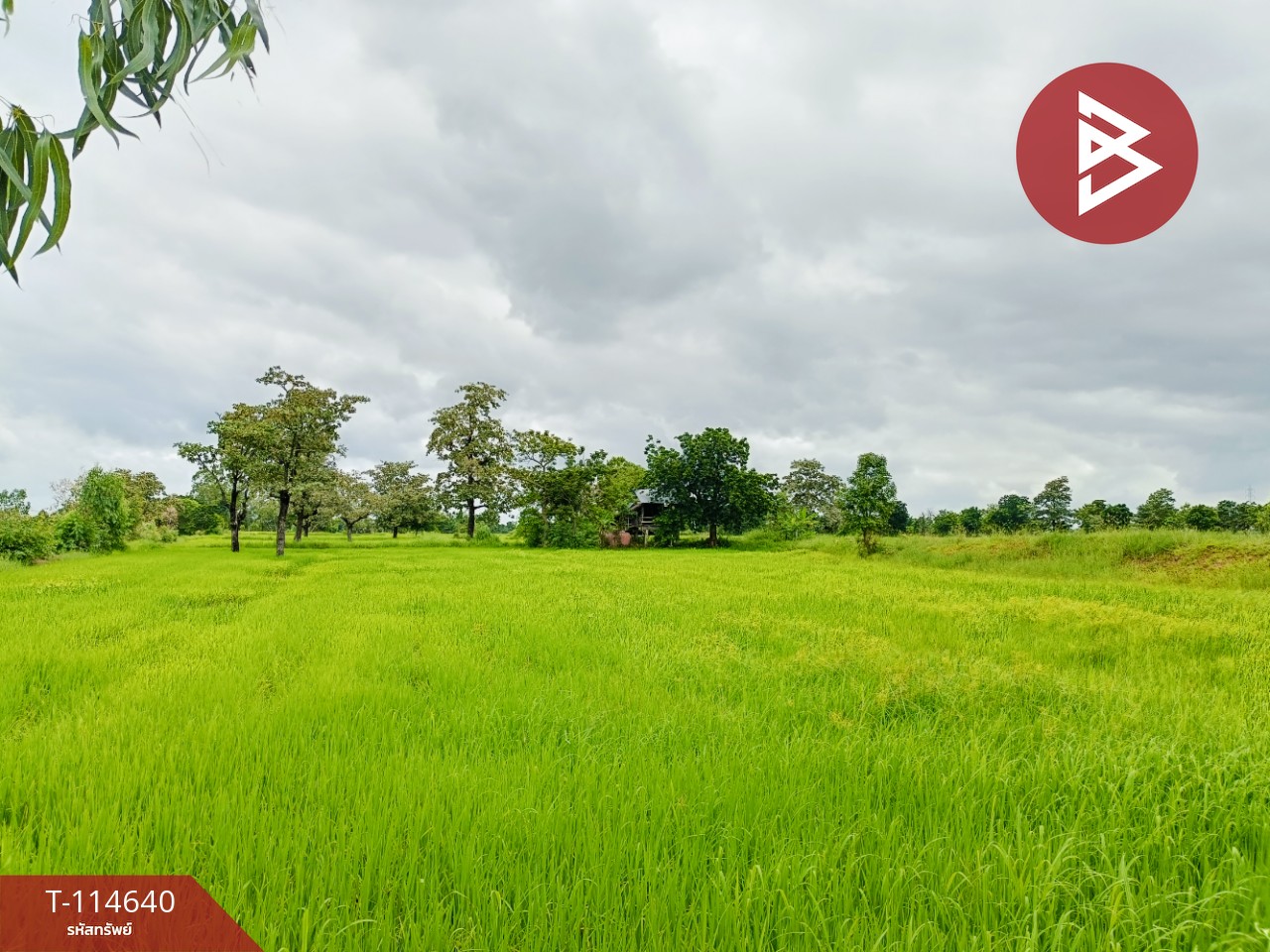 ขายที่ดิน เนื้อที่ 15 ไร่ 40.9 ตร.วา ยางตลาด กาฬสินธุ์ 7