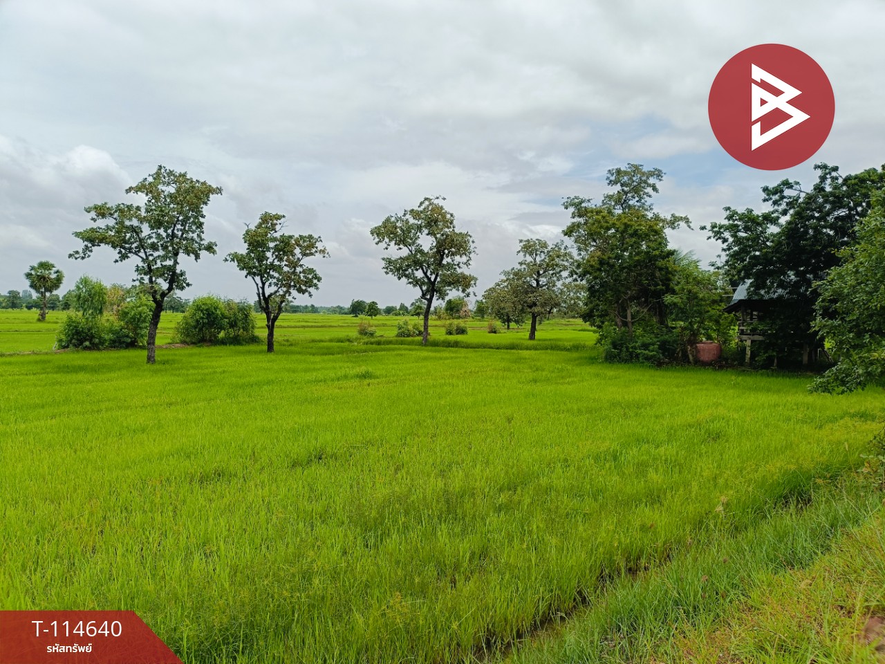 ขายที่ดิน เนื้อที่ 15 ไร่ 40.9 ตร.วา ยางตลาด กาฬสินธุ์ 6