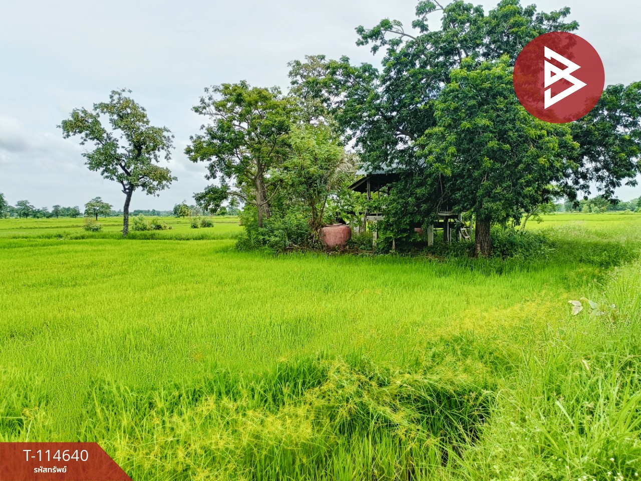 ขายที่ดิน เนื้อที่ 15 ไร่ 40.9 ตร.วา ยางตลาด กาฬสินธุ์ 4