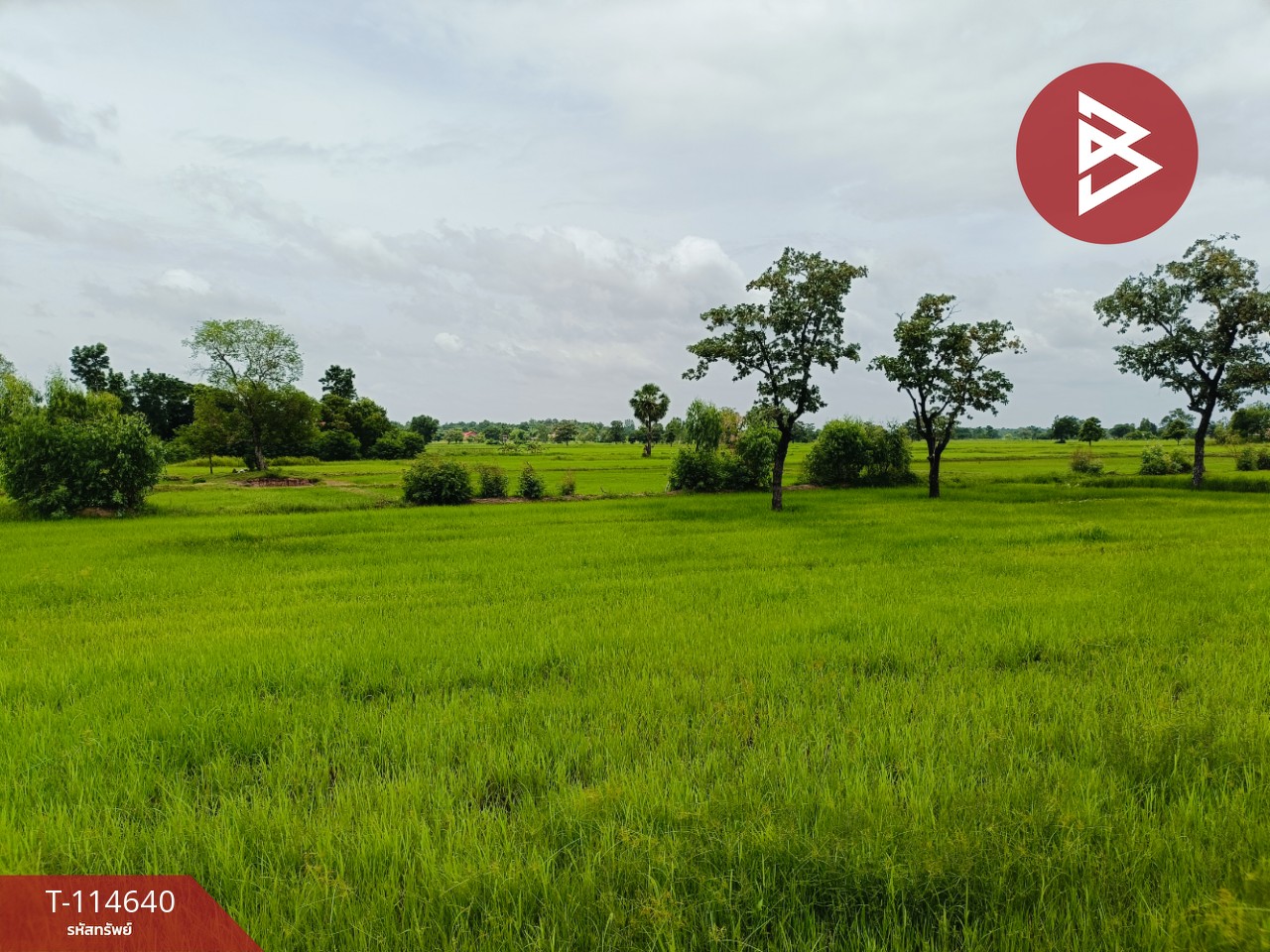 ขายที่ดิน เนื้อที่ 15 ไร่ 40.9 ตร.วา ยางตลาด กาฬสินธุ์ 5