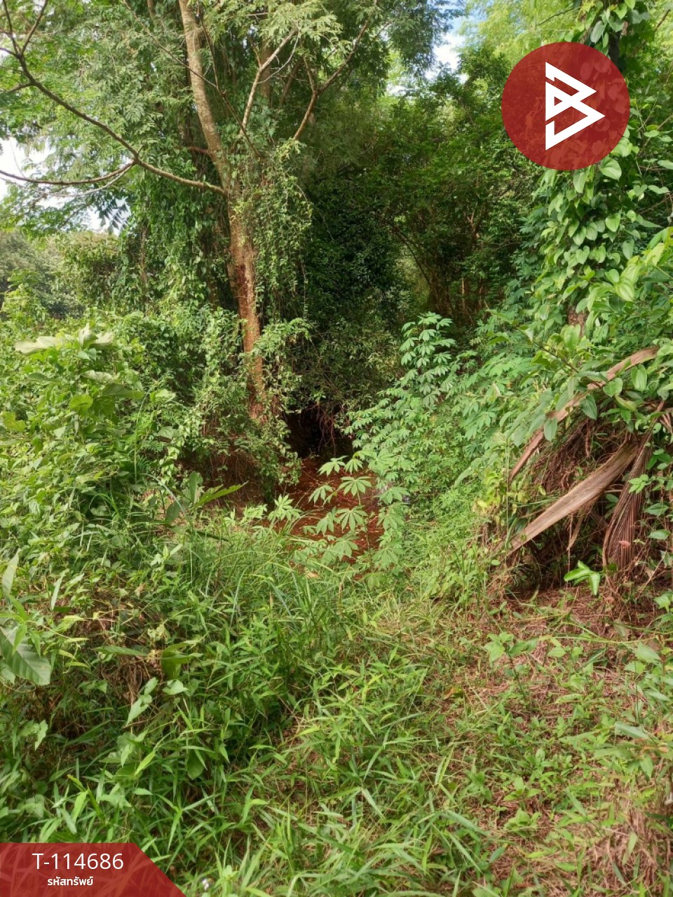 ขายที่ดิน เนื้อที่ 3 ไร่ ดงละคร นครนายก 7