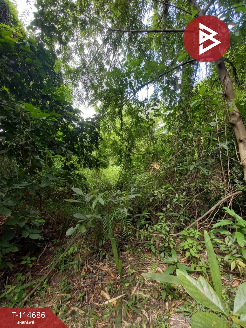 ขายที่ดิน เนื้อที่ 3 ไร่ ดงละคร นครนายก 4