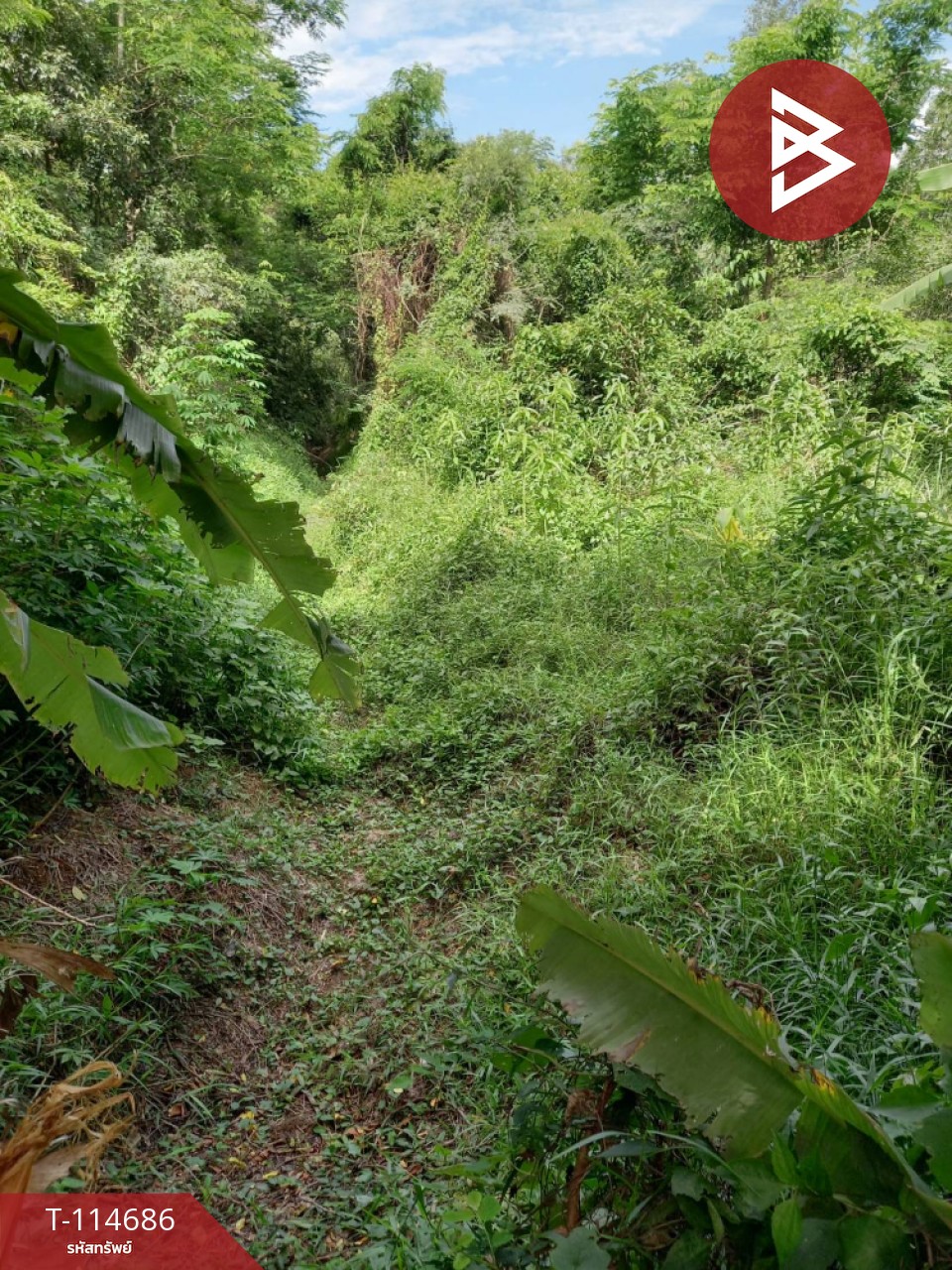 ขายที่ดิน เนื้อที่ 3 ไร่ ดงละคร นครนายก 1