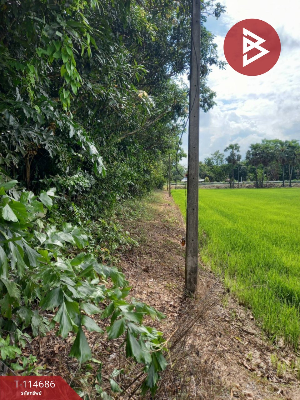 ขายที่ดิน เนื้อที่ 3 ไร่ ดงละคร นครนายก 3