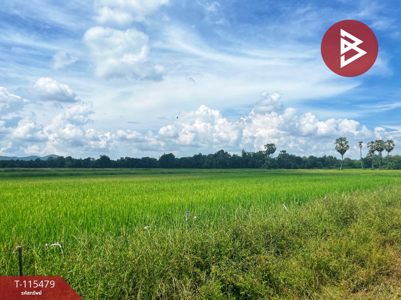 ขายที่ดิน 16 ไร่ 85 ตารางวา ต.หนองโรง อ.พนมทวน จ. กาญจนบุรี ทำเลดี ใกล้ทางด่วน M81 9