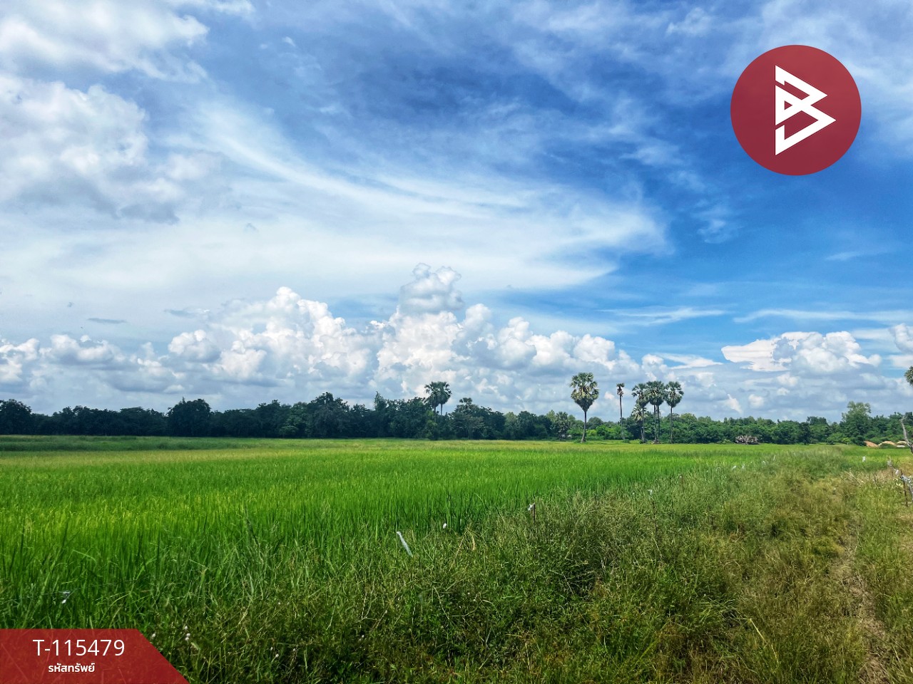 ขายที่ดิน 16 ไร่ 85 ตารางวา ต.หนองโรง อ.พนมทวน จ. กาญจนบุรี ทำเลดี ใกล้ทางด่วน M81 7