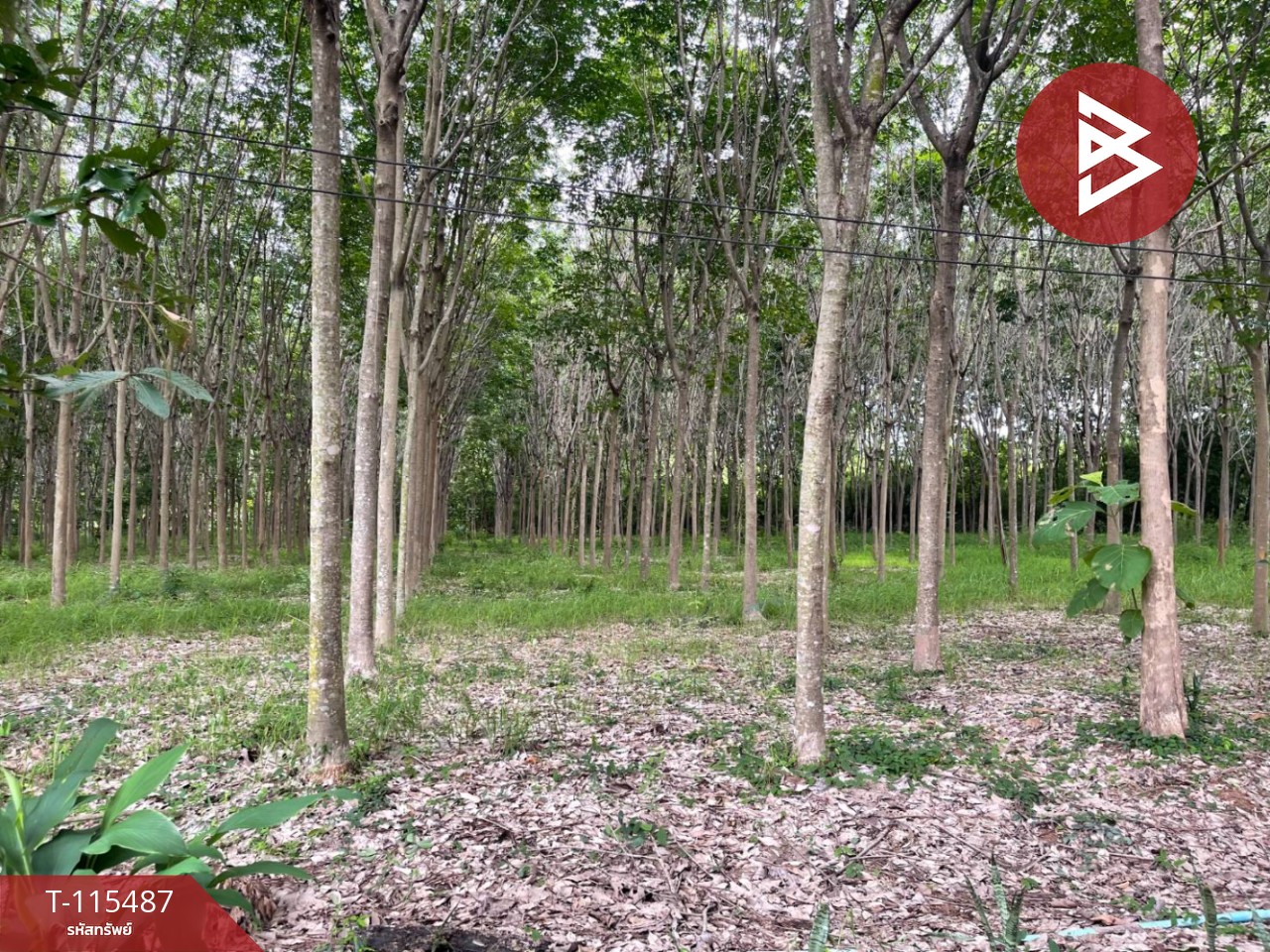 ขายที่ดิน เนื้อที่ 17 ไร่ 2 งาน 59 ตร.วา ชุมแพ ขอนแก่น 7