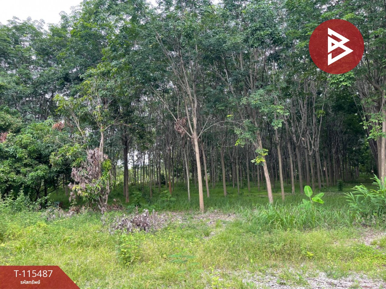 ขายที่ดิน เนื้อที่ 17 ไร่ 2 งาน 59 ตร.วา ชุมแพ ขอนแก่น 11