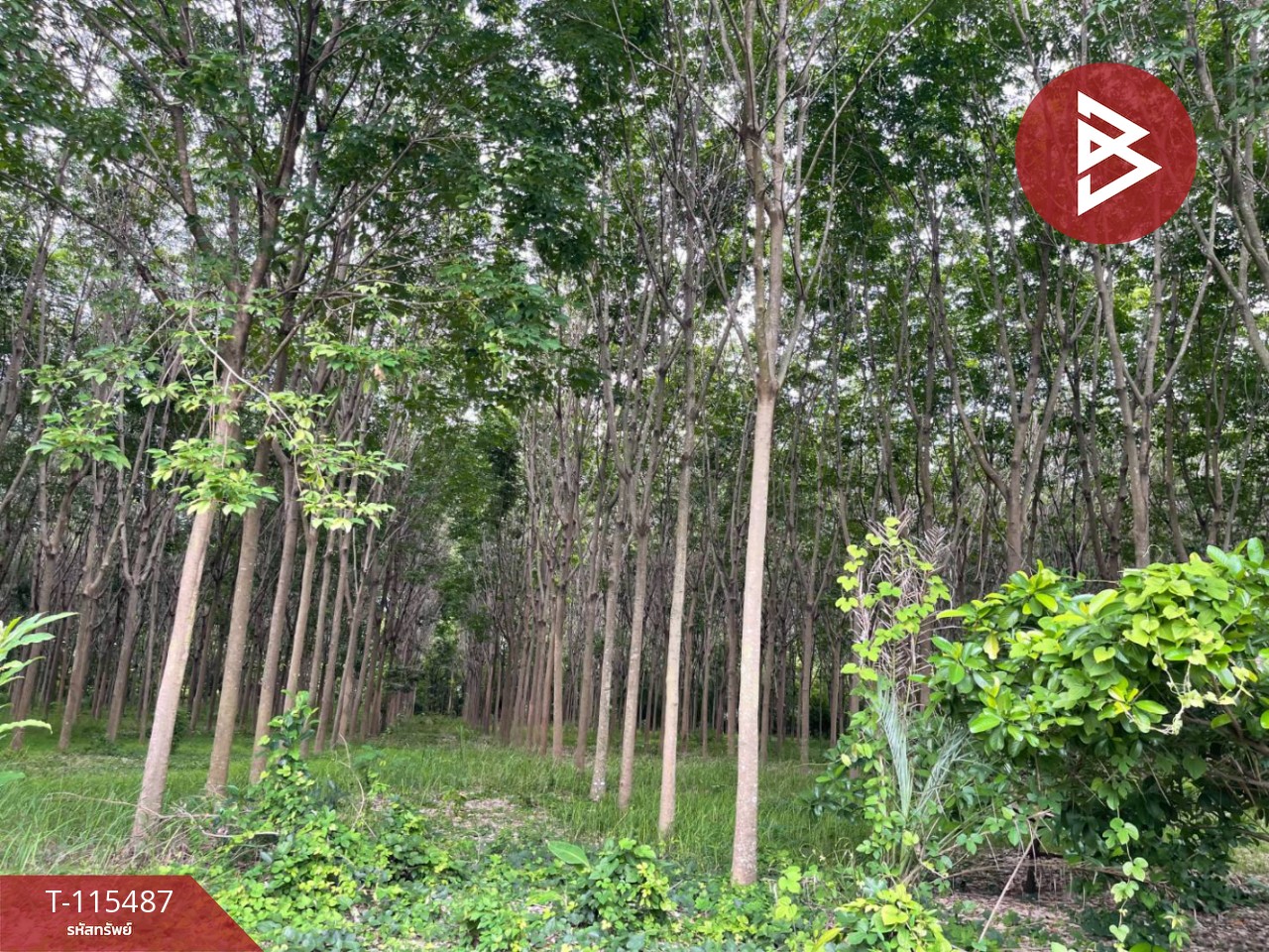 ขายที่ดิน เนื้อที่ 17 ไร่ 2 งาน 59 ตร.วา ชุมแพ ขอนแก่น 10