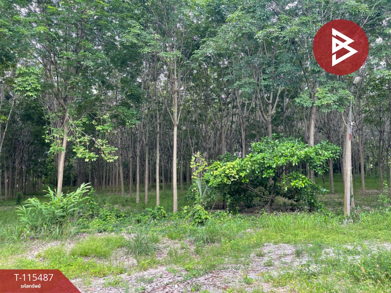 ขายที่ดิน เนื้อที่ 17 ไร่ 2 งาน 59 ตร.วา ชุมแพ ขอนแก่น 8