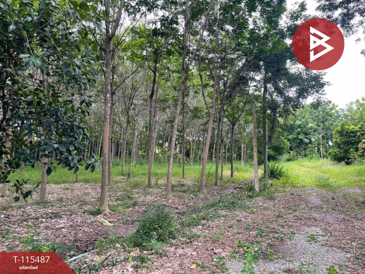 ขายที่ดิน เนื้อที่ 17 ไร่ 2 งาน 59 ตร.วา ชุมแพ ขอนแก่น 9