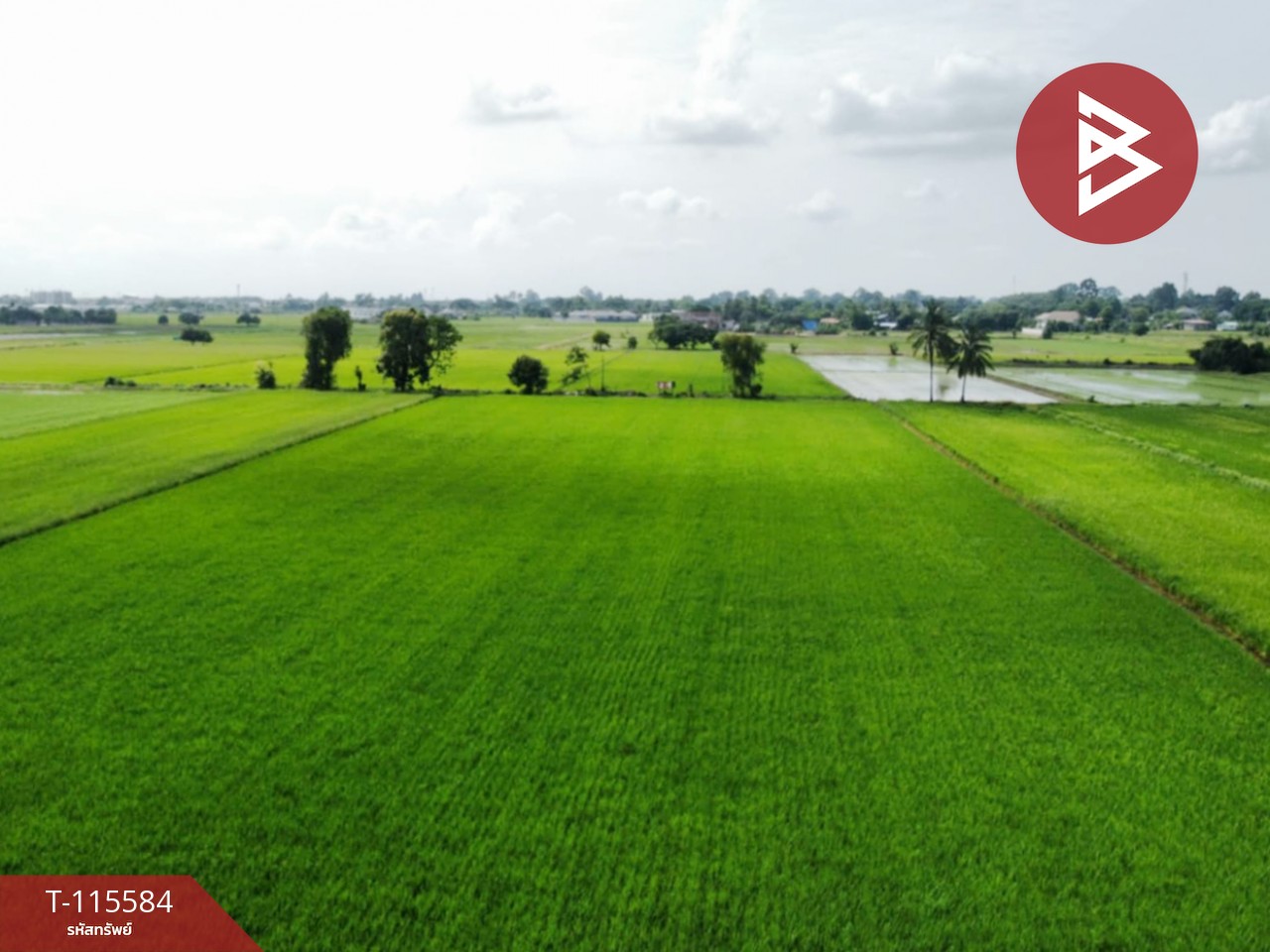 ขายที่ดิน เนื้อที่ 7 ไร่ 2 งาน 36 ตร.วา วัดพริก พิษณุโลก 1