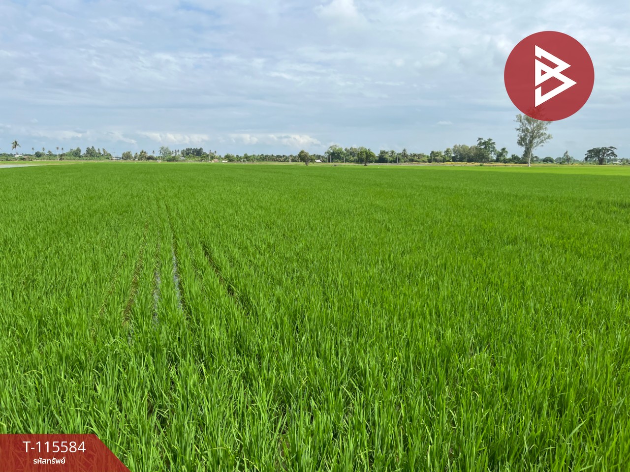 ขายที่ดิน เนื้อที่ 7 ไร่ 2 งาน 36 ตร.วา วัดพริก พิษณุโลก 3