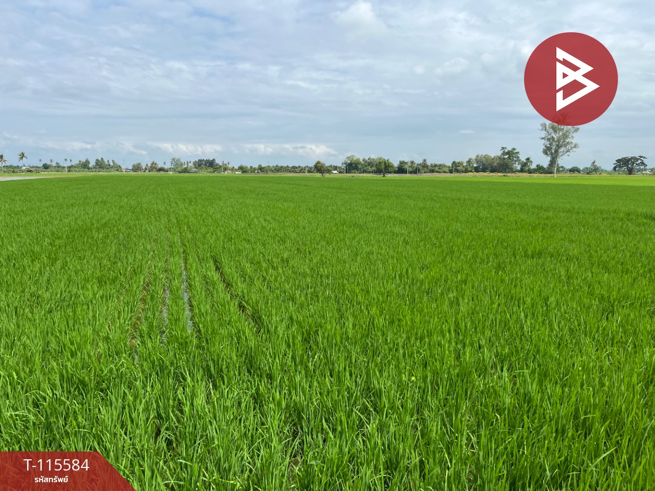 ขายที่ดิน เนื้อที่ 7 ไร่ 2 งาน 36 ตร.วา วัดพริก พิษณุโลก 4