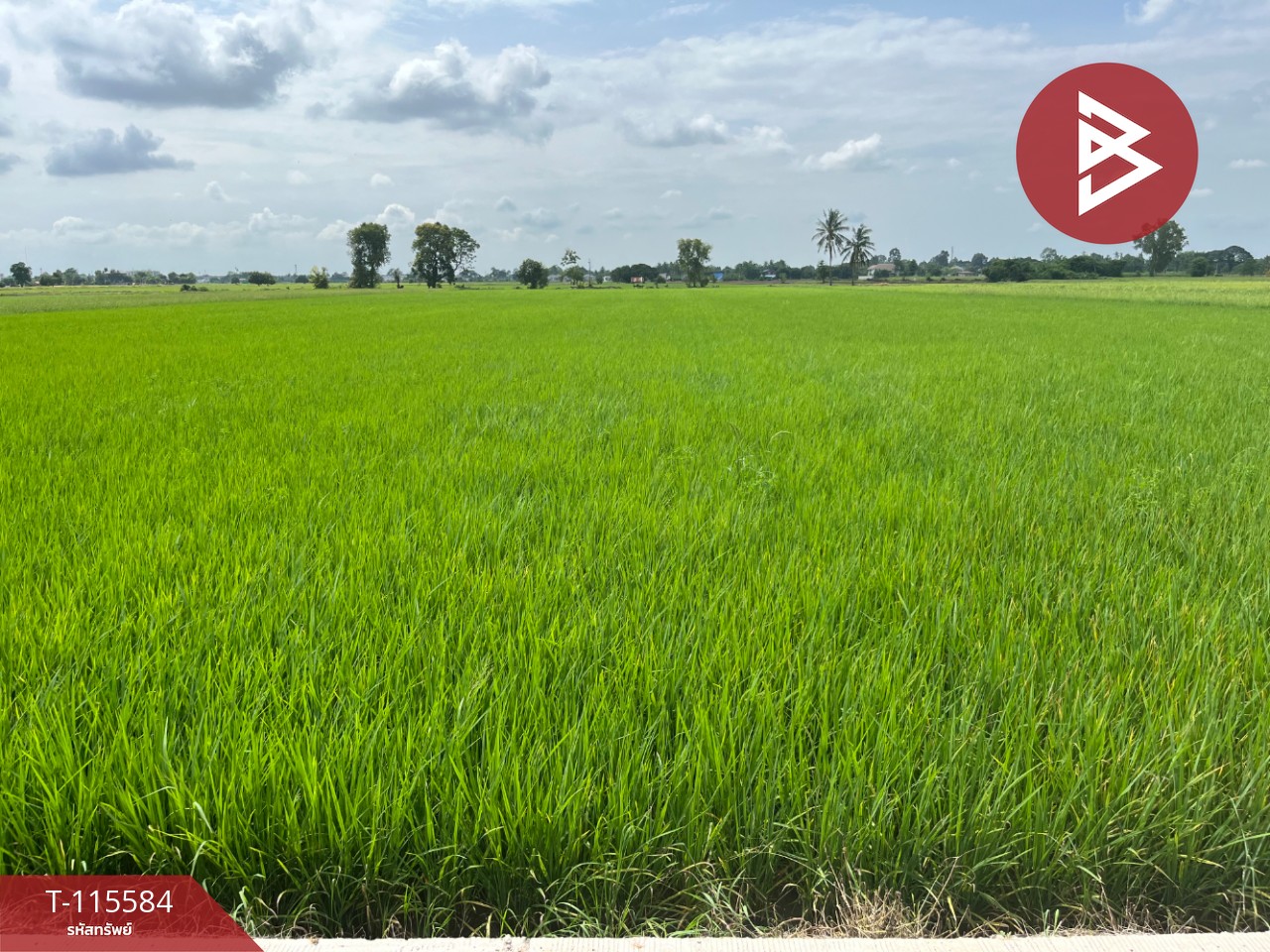 ขายที่ดิน เนื้อที่ 7 ไร่ 2 งาน 36 ตร.วา วัดพริก พิษณุโลก 6