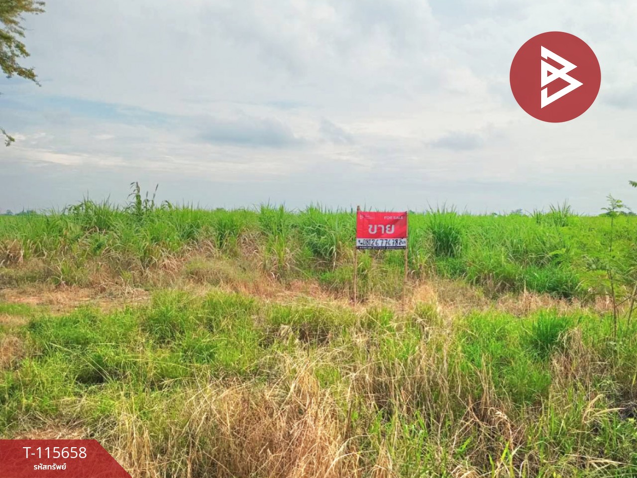 ขายที่ดิน เนื้อที่ 4 ไร่ 2 งาน 20 ตร.วา พระทองคำ นครราชสีมา 1