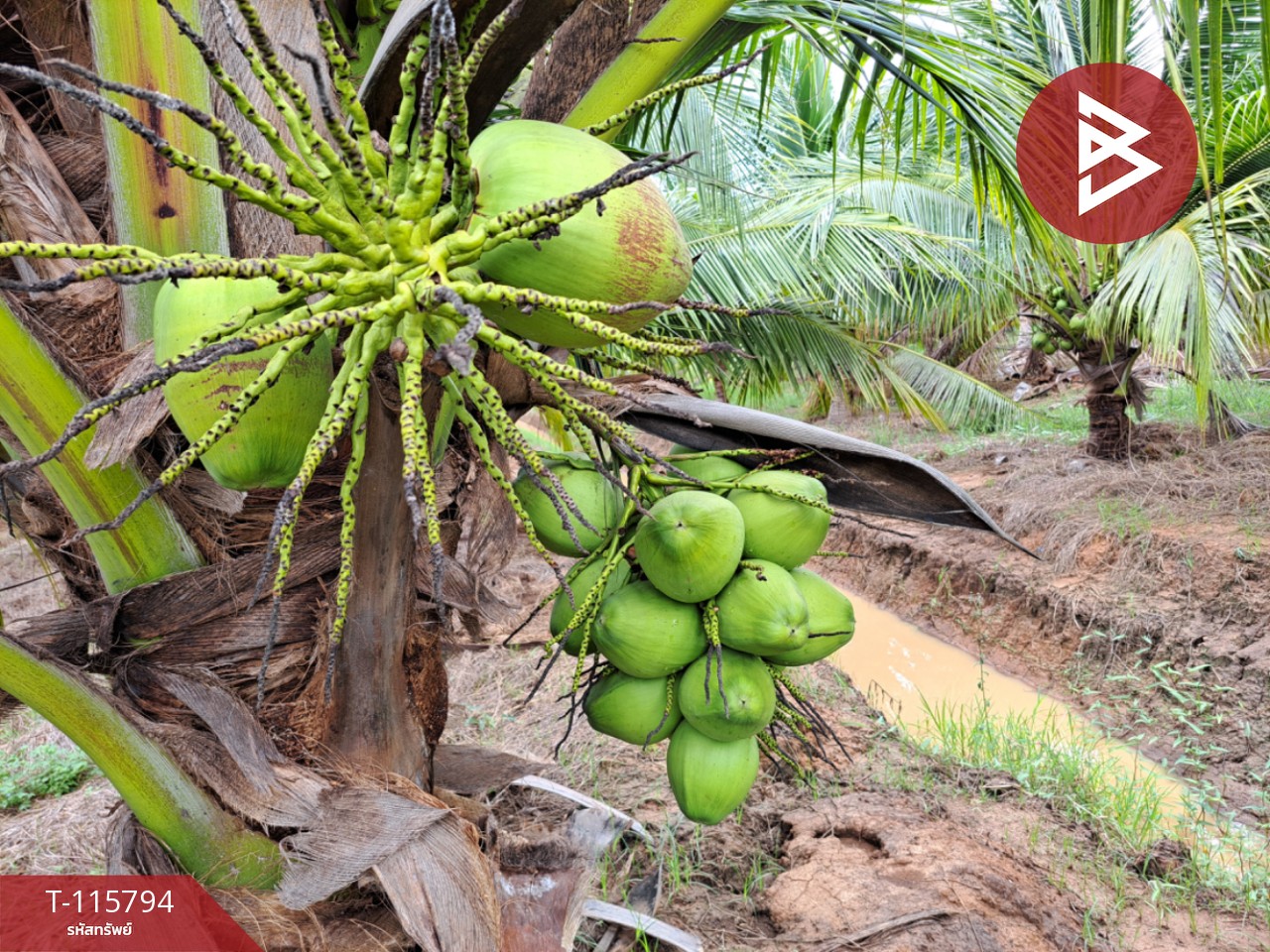 ขายที่ดินติดถนน สองพี่น้อง สุพรรณบุรี 12