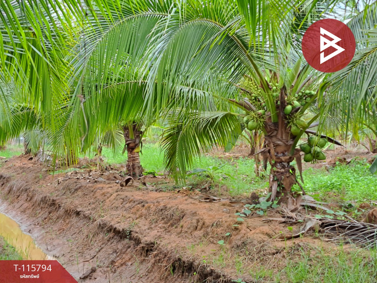 ขายที่ดินติดถนน สองพี่น้อง สุพรรณบุรี 7