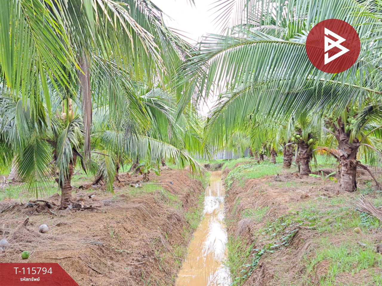 ขายที่ดินติดถนน สองพี่น้อง สุพรรณบุรี 10