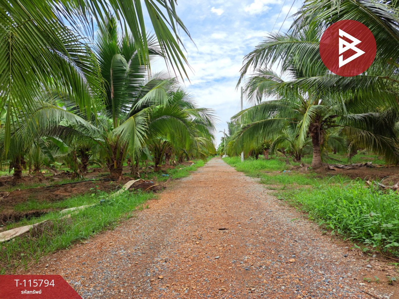 ขายที่ดินติดถนน สองพี่น้อง สุพรรณบุรี 6