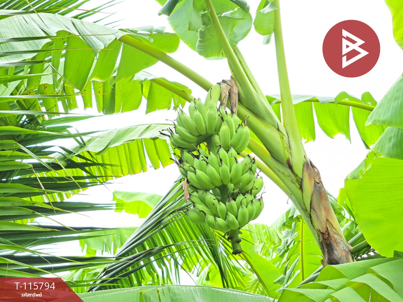 ขายที่ดินติดถนน สองพี่น้อง สุพรรณบุรี 11