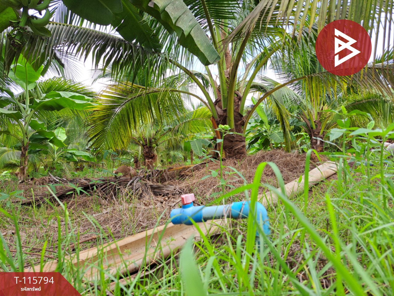 ขายที่ดินติดถนน สองพี่น้อง สุพรรณบุรี 9