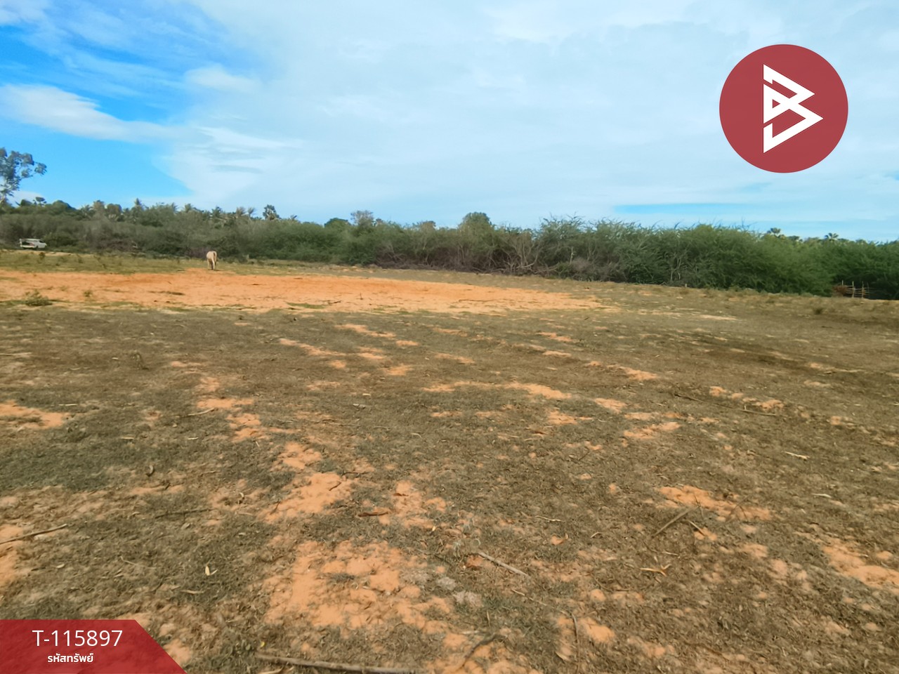 ขายที่ดินถมแล้ว เนื้อที่ 1 ไร่ 2 งาน 13 ตารางวา ต.บางเก่า อ.ชะอำ จ.เพชรบุรี วิวสวย 2