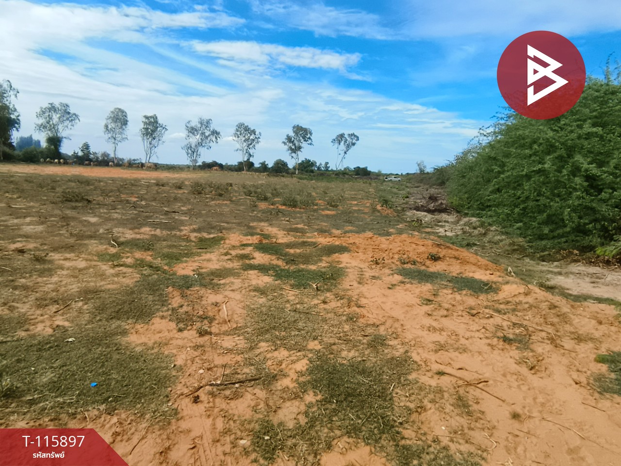 ขายที่ดินถมแล้ว เนื้อที่ 1 ไร่ 2 งาน 13 ตารางวา ต.บางเก่า อ.ชะอำ จ.เพชรบุรี วิวสวย 11