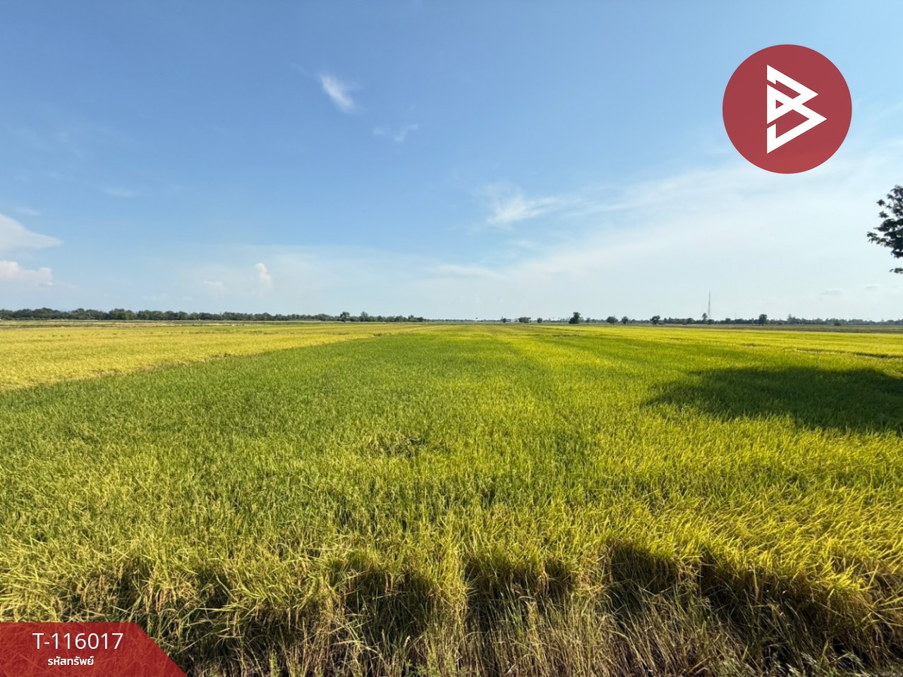 ขายที่ดิน เนื้อที่ 4 ไร่ 2 งาน 34.2 ตร.วา คุ้งตะเภา อุตรดิตถ์ 6