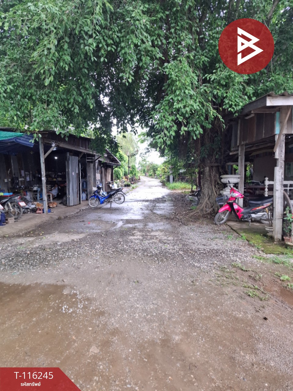 ขายบ้านเดี่ยวชั้นเดียว เนื้อที่ 84 ตารางวา อ.แม่สาย เชียงราย 11