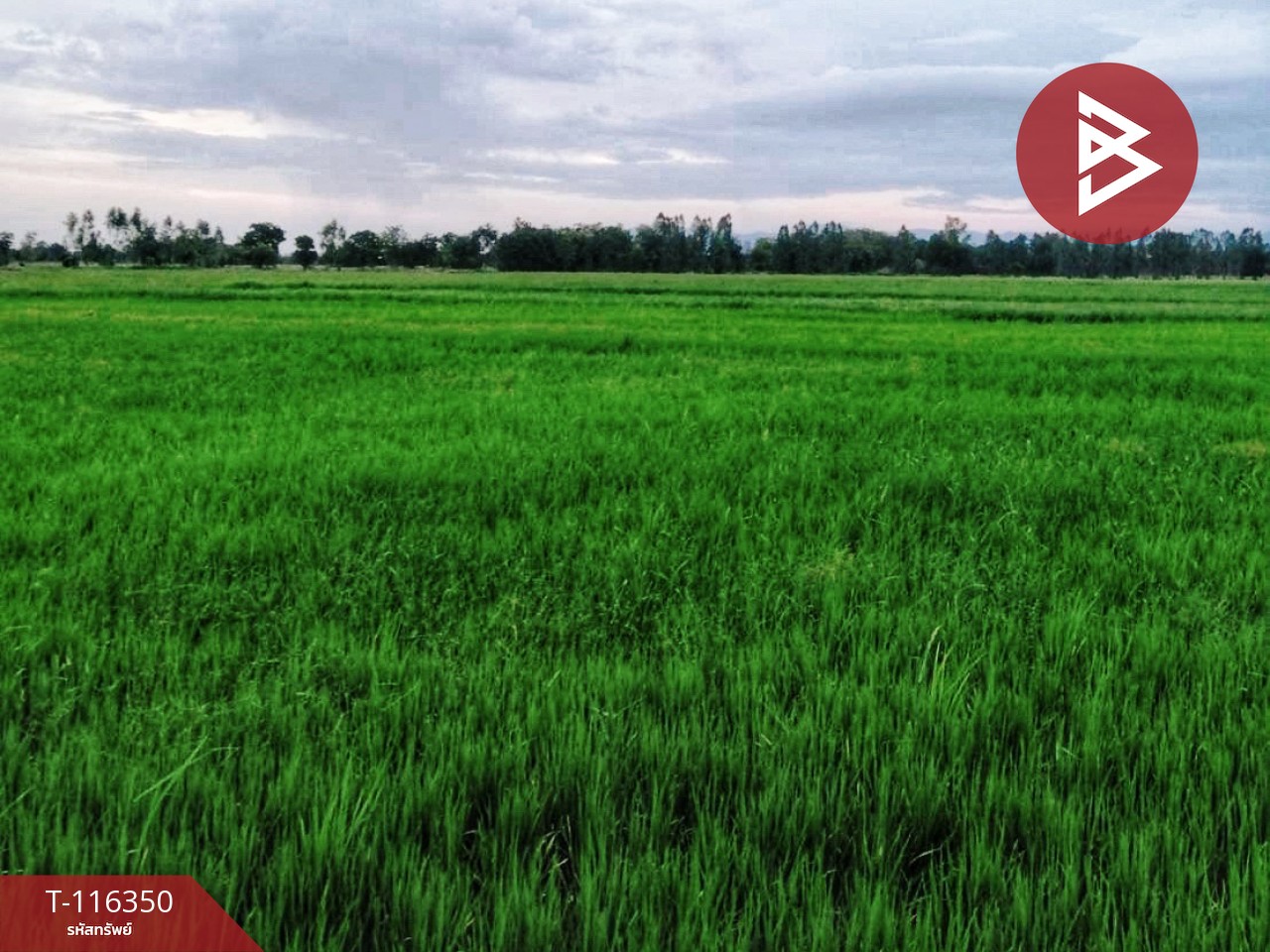 ขายด่วนที่ดินสวย เนื้อที่ 68 ไร่ 32 ตารางวา ต.หนองกระทุ่ม อ.ทัพทัน จ.อุทัยธานี ทำเลดี 9