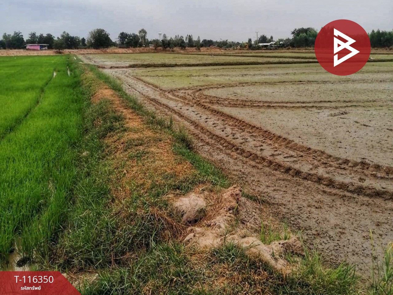 ขายด่วนที่ดินสวย เนื้อที่ 68 ไร่ 32 ตารางวา ต.หนองกระทุ่ม อ.ทัพทัน จ.อุทัยธานี ทำเลดี 8