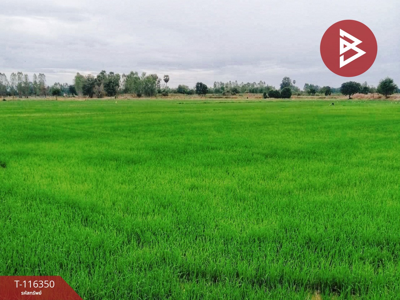 ขายด่วนที่ดินสวย เนื้อที่ 68 ไร่ 32 ตารางวา ต.หนองกระทุ่ม อ.ทัพทัน จ.อุทัยธานี ทำเลดี 10