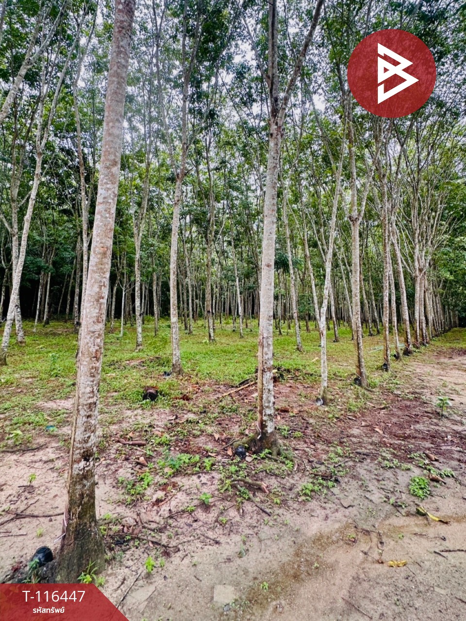 ขายด่วนที่ดินสวนยางพารา 6 ไร่ 39 ตารางวา ต.เขาพระ อ.รัตภูมิ จ.สงขลา 5