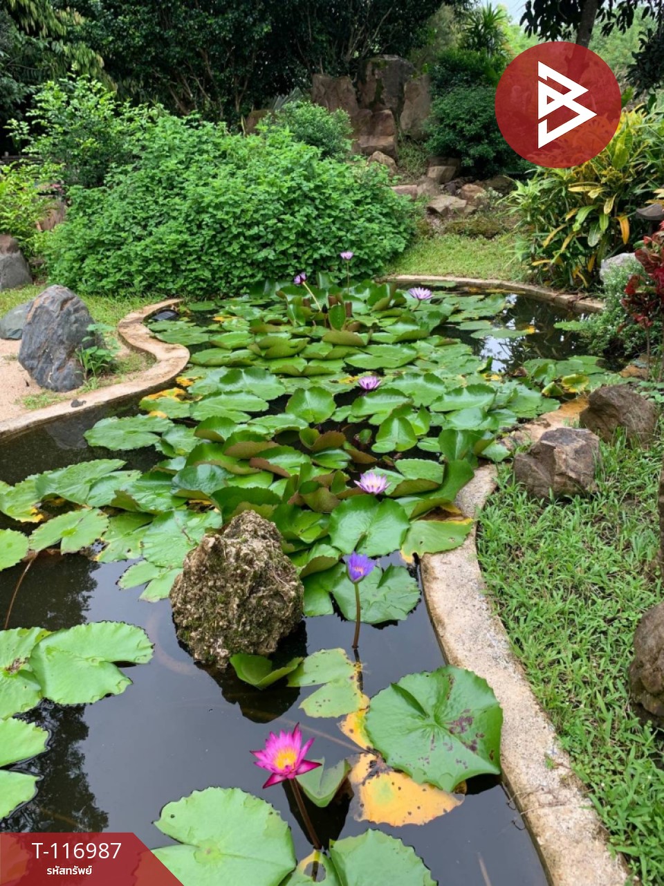 ขายที่ดินพร้อมสิ่งปลูกสร้าง เนื้อที่ 6 ไร่ 70 ตร.วา รอบเวียง เชียงราย 14