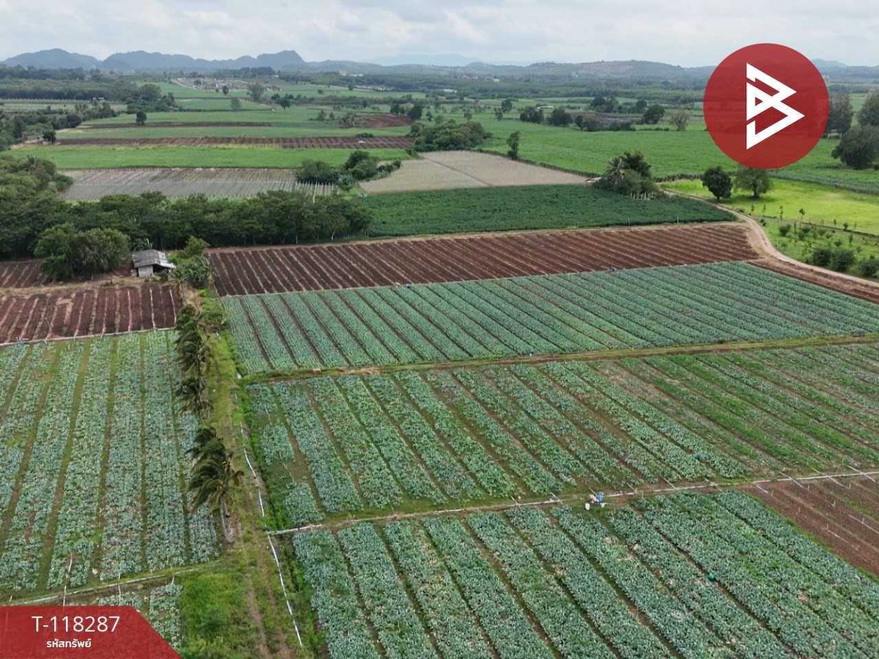 ขายที่ดิน เนื้อที่ 102 ไร่ 3 งาน 9 ตร.วา ปากช่อง นครราชสีมา 12