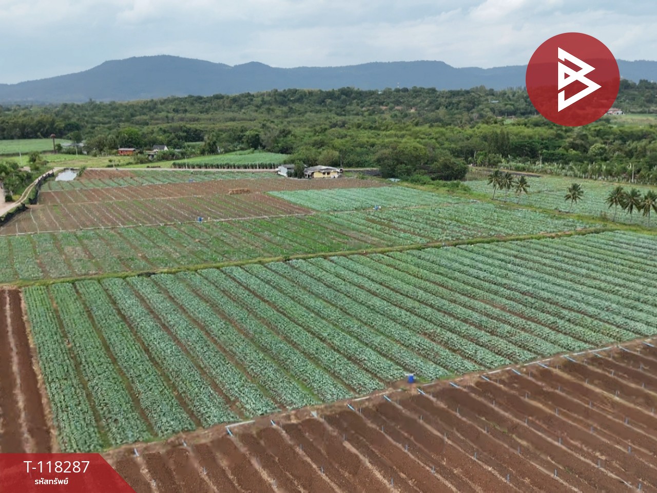 ขายที่ดิน เนื้อที่ 102 ไร่ 3 งาน 9 ตร.วา ปากช่อง นครราชสีมา 8