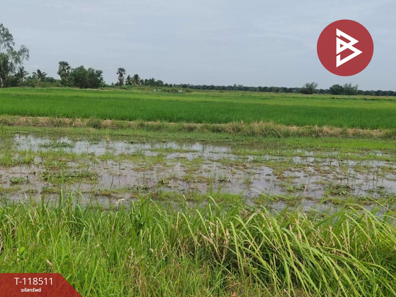 ขายที่ดิน เนื้อที่ 67 ตารางวา องครักษ์ นครนายก 4