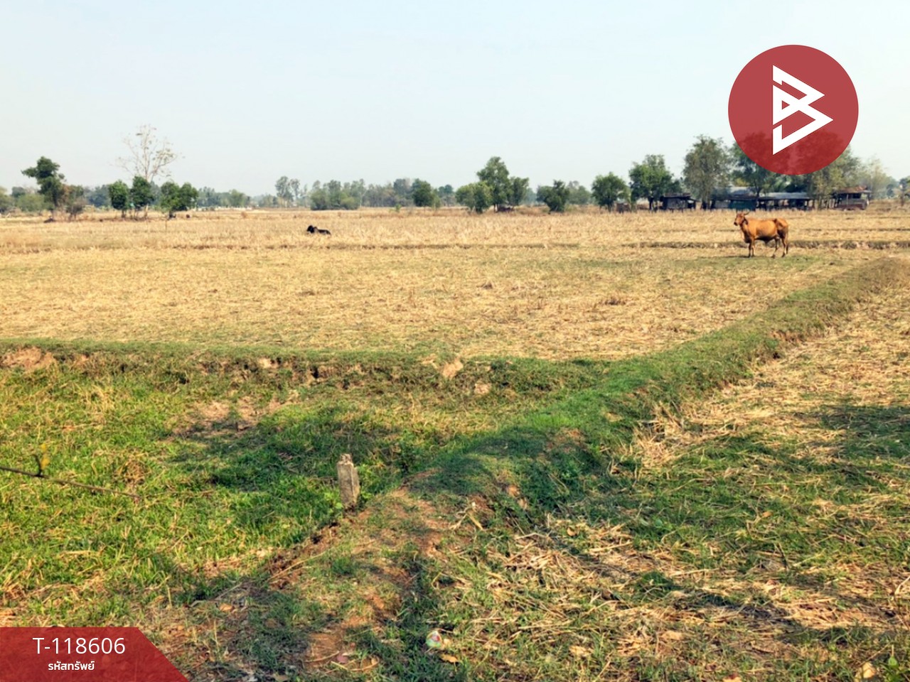 ขายที่ดิน เนื้อที่ 3 ไร่ 66.7 ตร.วา นาดี อุดรธานี 1